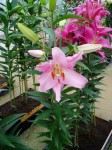[6272 Lilium 55 No02.JPG]